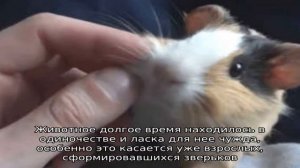 Кусаются ли морские свинки