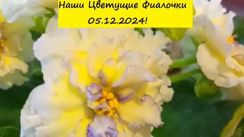 Наши Цветущие Фиалочки 05.12.2024! Для заказа пишите WhatsApp 89101614167 Автор музыки - TeknoAXE!