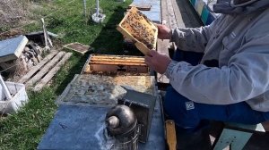 Ускоренное развитие пчелосемей. Разгоняем пчел к весенним взяткам.