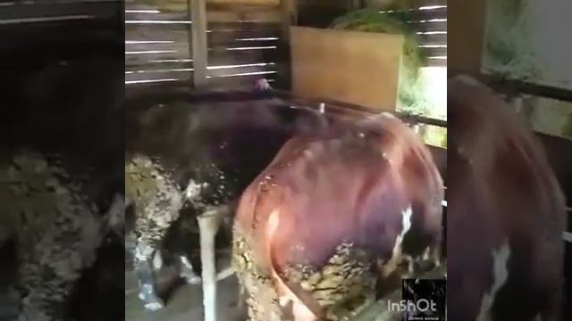 Откорм быков