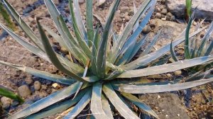 Агава парвифлора (Agave parviflora), ботанический сад Орхус, Дания. 3 фев. 2023