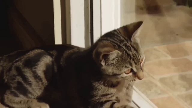 ДАЛА КОМАНДУ ФАС! ЕЁ КОЛБАСИТ ОТ МЕНЯ! VREDINA LIFE. ОБЗОР. смотреть онлайн