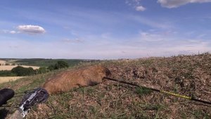 Охота на сурка с луком и стрелами.
