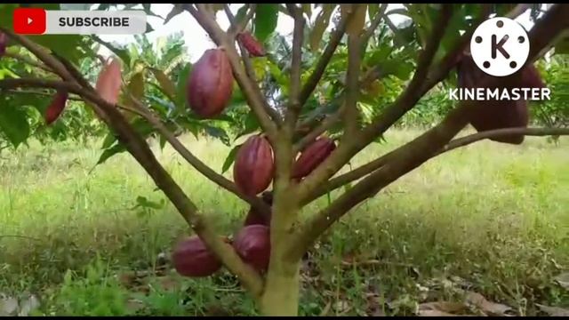 Buah Kakao jenis mcc 02, klon 45 смотреть онлайн