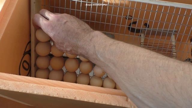 Правильная закладка яиц в мой инкубатор / Какое количество влазит смотреть онлайн