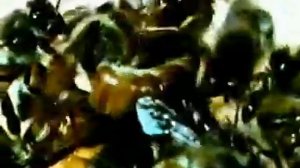 Институт Муди. Город пчел