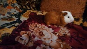 морская свинка Жора в гостях у шиншилл
