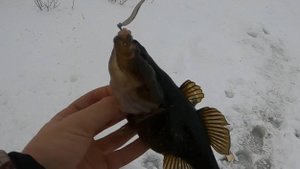 Ротан и карась в конце декабря