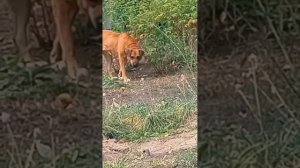 Моцарт=дофамин.