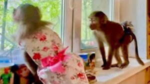 Я впервые остался с гамадрилятами один, папа с мамой пошли за Степой, а Маня с Тосей их ждут у окна)