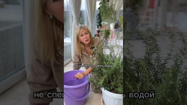 Не забудьте полить талой водой свои растюхи!