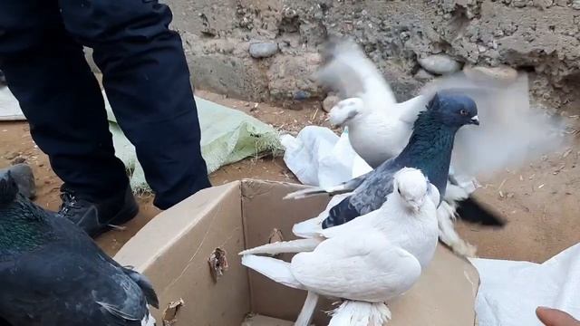 ДАКАН ХУРОЗЛАР БРАМА ТОВУКЛАР УЙНОКИ КАПТАРЛАР НАРХЛАРИ