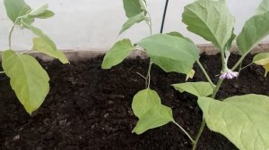 ПОСАДКА БАКЛАЖАНОВ