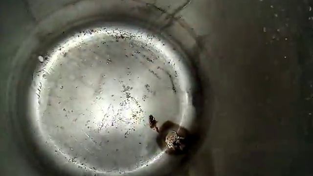 Підварка автоклава для цукерок смотреть онлайн