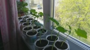 Готовимся к посевной...🌱🌱🌱