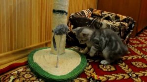 Шотландский прямоухий котёнок