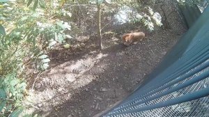 7 серия, Приморский сафари парк, Парк львов, Перегон из Владивостока