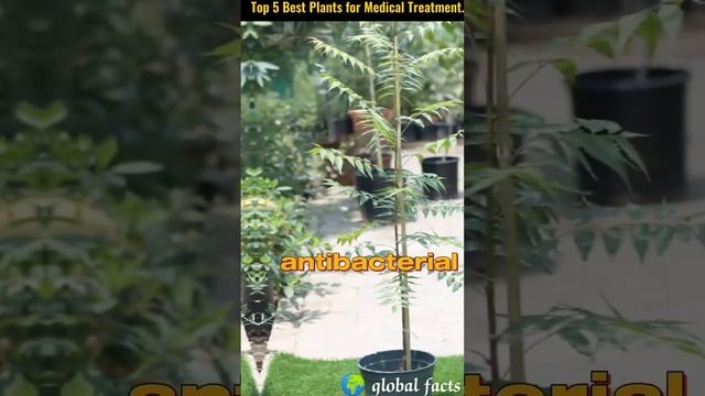 Top 5 Best Plants For Medical Treatment 😲 смотреть онлайн