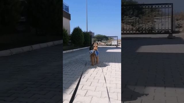 Доставка карго по Турции. Быстро, качественно, не дорого. Эрдельтерьер Дион #shorts смотреть онлайн