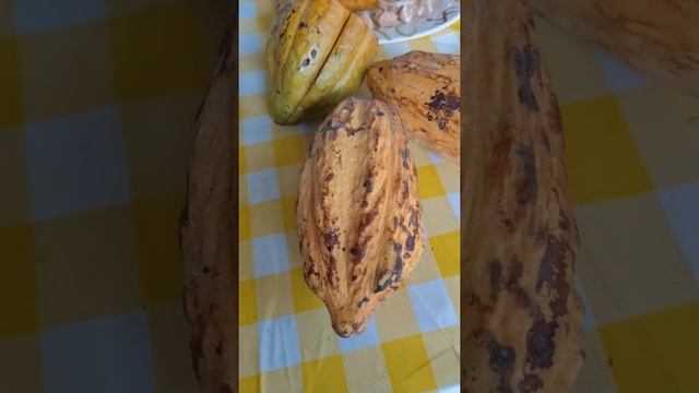 🌳Cacao "native chocolate tree" смотреть онлайн