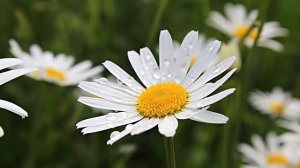 Цветы Ромашки, Пение Птиц, Красивейшая  и Завораживающая Природа Релакс для Успокоения