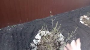 Немаловажные работы в саду сделаны!