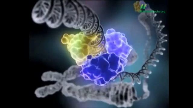 Сравнение ДНК веганов и мясоедов доктор Майкл Грегер смотреть онлайн