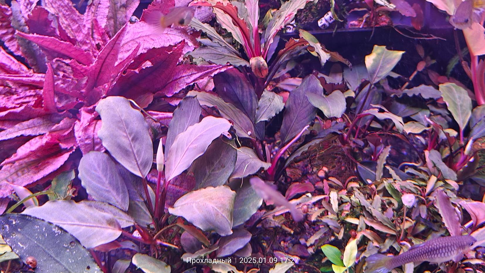 аквариумные дела в буцефаландрике, про белый спектр смотреть онлайн