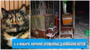 3-8 января. То минус, то плюс. Кормлю брошенных дачниками котов. Делаю домики