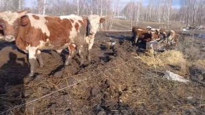 Дашенька рассказывает о своих подопечных - телочках и бычках