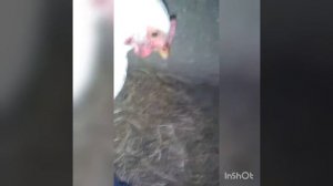 КУРИЦА ТАНЦУЕТ!!!