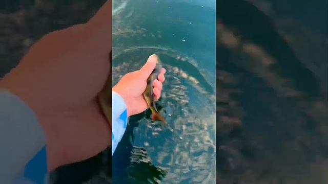 2024 russia lake природа youtubeshorts лето fishing fish bass