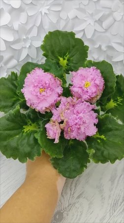 Фиалка ЛЕ-Медуница