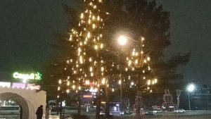Christmas,🎄✨🎄 ,ornament, SKETHES PARK, 🎄🎄🎄✨❄✨Рождественские зарисовки, елки