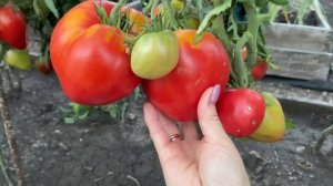 Эти ТОМАТЫ буду вырщивать ВСЕГДА! Урожайные, сладкие и сердцевидные!