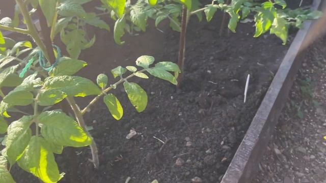 Лучшая ПОДКОРМКА ТОМАТОВ для завязываемости и восстановления! От вредителей