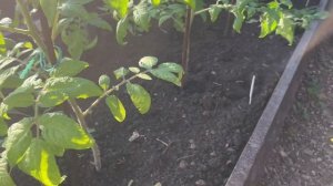 Лучшая ПОДКОРМКА ТОМАТОВ для завязываемости и восстановления! От вредителей