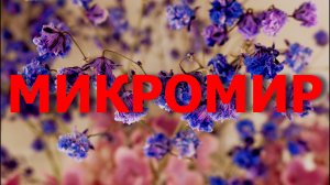 МАКРОФОТО в микромир {Выпуск 1}. Обработка фото в Davinci Resolve. Фото на винтажный фотоппарат.