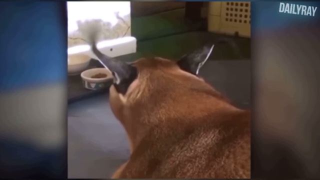 Шлепа трек #шлёпапельмень смотреть онлайн