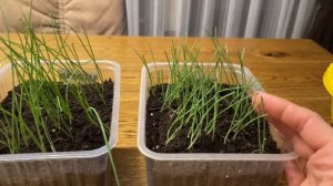 УХОД за рассадой ЛУКА! ПОДКОРМКИ, стрижки, окучивание