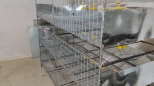 Загубил 800 перепелиных яиц. Пополнение у бройлеров!