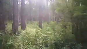 Взлёт глухаря