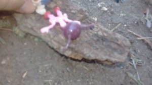 ШОК КОНТЕНТ!!! ЖЁСТКАЯ ПАРНУШКА