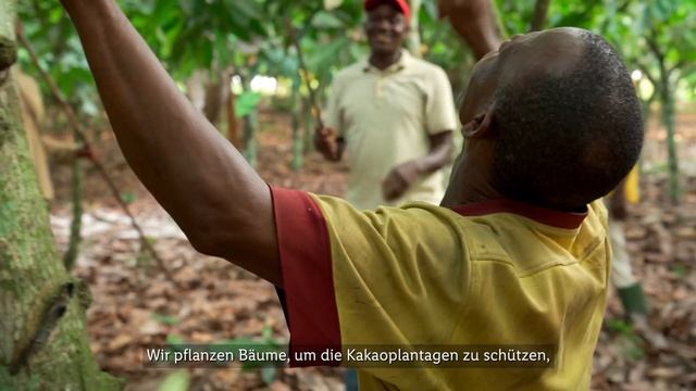 Procacao: Ausbildungsprogramm zu Kakao смотреть онлайн