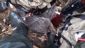 Охота на  гуся 2023....