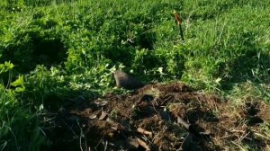 Шурфим. Развлекаемся. Отдыхаем.mp4