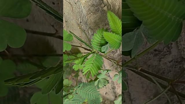 Touch me NOT||छुई मुई||Mimosa pudica#shorts