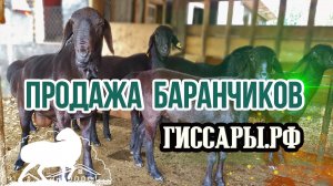 Баранчики на продажу