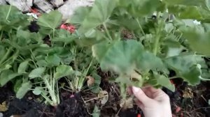 Пересадка герани с улицы домой в горшки.