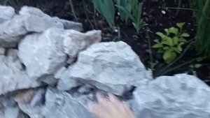 Высаживаю цветы, гуляю, любуюсь, мечтаю!